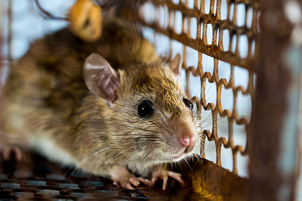 Rodents