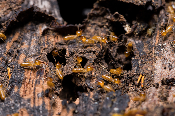 Termites infesting wood image” class=